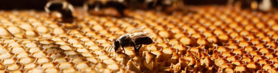 Arı ve Bal Hakkında